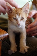 Kattekilling