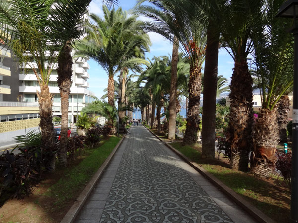 Palmeall� Puerto de la Cruz