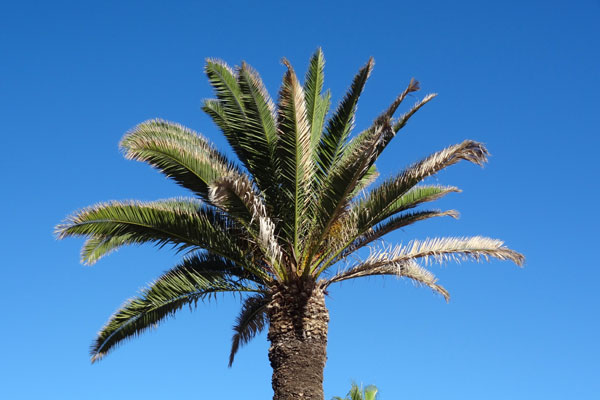 Palme p� Tenerife