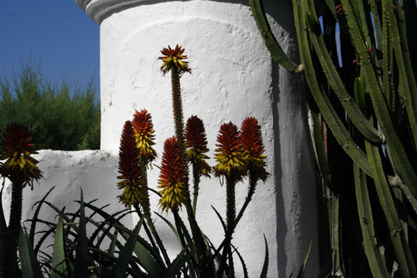 Blomster ved kapellet St. Elmo