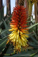 Tenerife blomstrer i januar