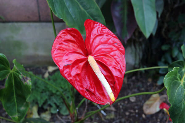 Skrigr�d blomst