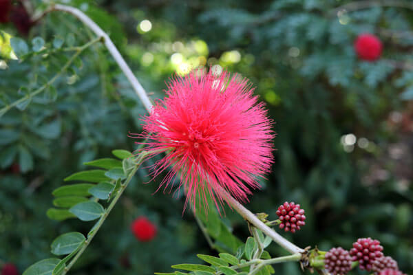 R�d blomst i Botanisk Have