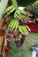 Bananer i januar
