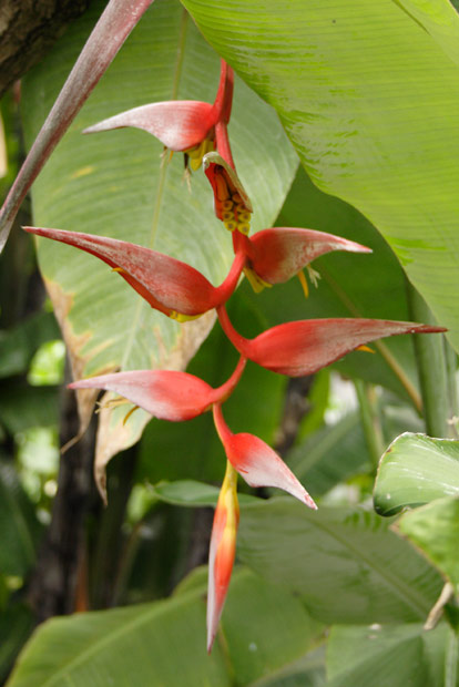 Eksotisk blomst i botanisk have