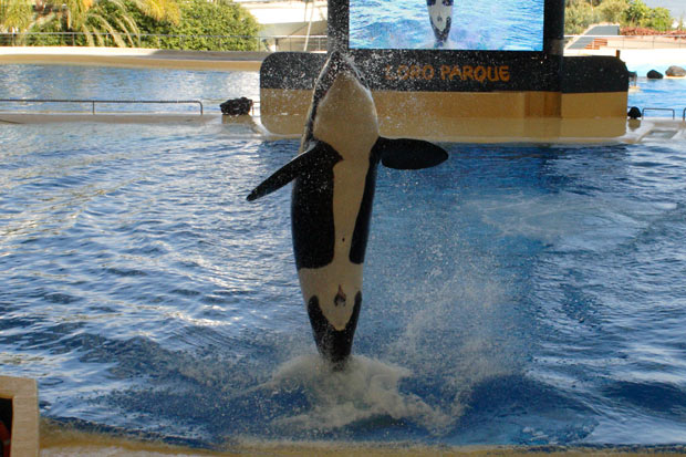 Sp&aelig;khugger (orca) i Loro Parque
