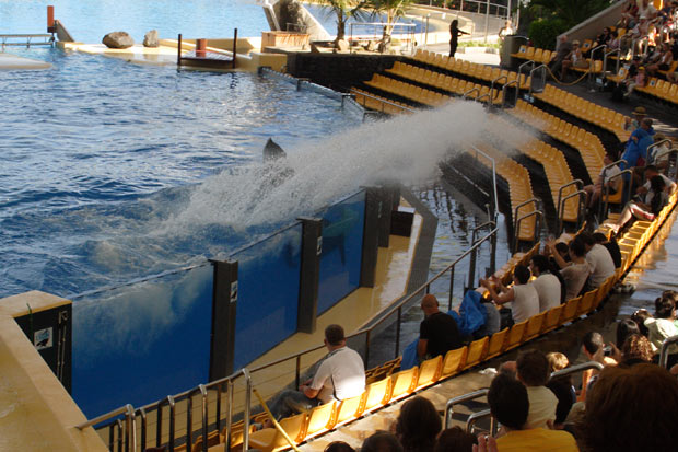 Sp&aelig;khugger sl&aring;r med halen