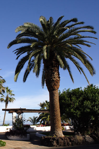Palme i Puerto de la Cruz