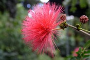 Blomst i botanisk have