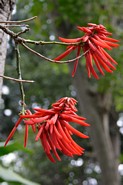 Blomster i botanisk have