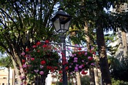 Lygtep&aelig;l med blomster i Puerto de la Cruz