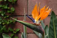 Paradisfugleblomst i botanisk have