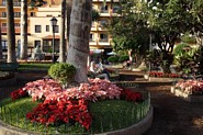 Lille parkanl&aelig;g i Puerto de la Cruz