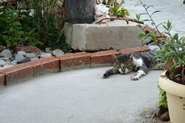 Varmeplaget kat p&aring; terrassen