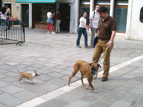 Dogs in Campo San Tom�