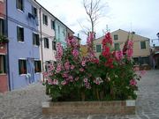 Hollyhocks on Burano (53 kb)