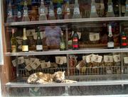 Cat in shop window (66 kb)