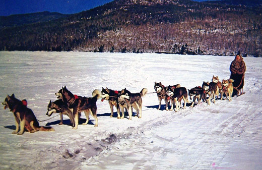 Dog sled in northern Canada