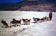 Dog sled